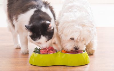 Increasing Demand for Premium Dietary Options Fueling the Global Pet Food Ingredients Market