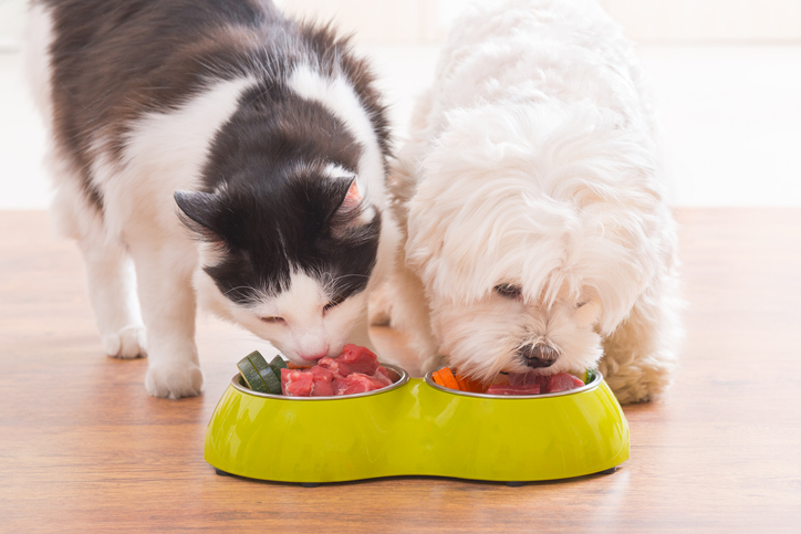 Increasing Demand for Premium Dietary Options Fueling the Global Pet Food Ingredients Market